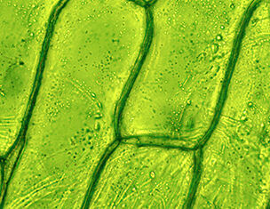 Microscopic view of green plant cells, showcasing a network of cell walls and chloroplasts within the chlorophyll-rich structures.