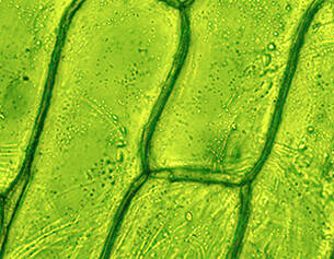 Microscopic view of green plant cells, showcasing a network of cell walls and chloroplasts within the chlorophyll-rich structures.