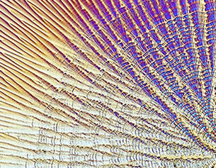 Textura abstracta en tonos amarillos y azules, mostrando lineas radiadas que crean un efecto visual dinamico.