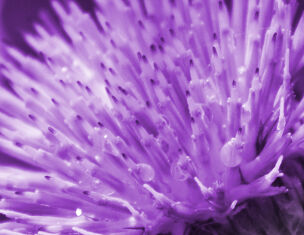 Close-up van een paarse bloem met stekels en waterdruppels, in een kunstzinnige, verzadigde tint.