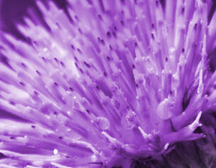 Close-up van een paarse bloem met stekels en waterdruppels, in een kunstzinnige, verzadigde tint.
