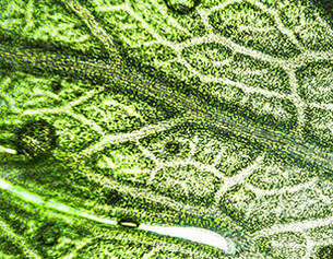 Primer plano de una hoja verde, mostrando sus venas y gotas de agua sobre su superficie.