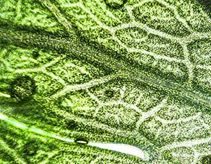 Primer plano de una hoja verde, mostrando sus venas y gotas de agua sobre su superficie.