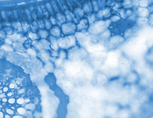 Imagen en tonos azules que muestra un primer plano de tejido celular microscopico con estructuras intercaladas.
