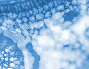 Imagen en tonos azules que muestra un primer plano de tejido celular microscopico con estructuras intercaladas.