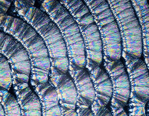 Textura de escamas con un patron iridiscente que refleja colores vibrantes en un fondo oscuro.