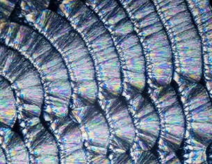 Textura de escamas con un patron iridiscente que refleja colores vibrantes en un fondo oscuro.
