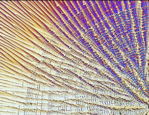 Close-up view of iridescent, colorful patterns in a textured surface, resembling natural lines and waves.