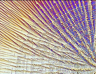 Close-up view of iridescent, colorful patterns in a textured surface, resembling natural lines and waves.