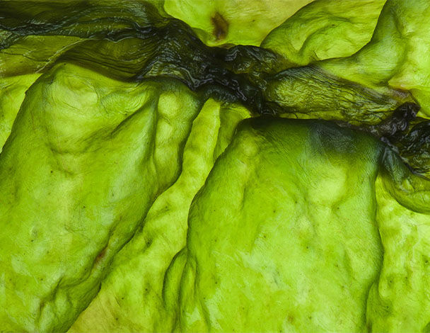 Close-up of vibrant green seaweed textures, showcasing organic shapes and translucent layers.