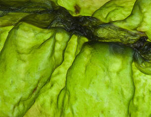 Close-up of vibrant green seaweed textures, showcasing organic shapes and translucent layers.