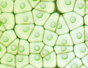 Celdas de un tejido vegetal, mostrando su estructura hexagonal con gotas de clorofila en su interior.