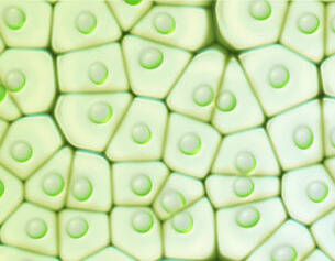Celdas de un tejido vegetal, mostrando su estructura hexagonal con gotas de clorofila en su interior.