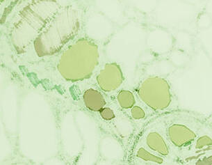 Vista microscopica de celulas con tonos verdes y estructuras ovaladas, mostrando la complejidad del tejido.