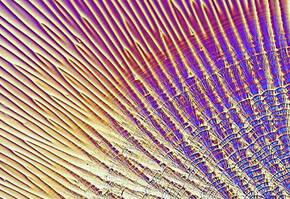 Abstract pattern of wavy lines in vibrant colors, resembling a textured surface with radial symmetry and depth.