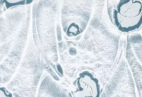 Abstract close-up of frosty ice patterns with smooth, flowing shapes and dark, organic forms embedded within.