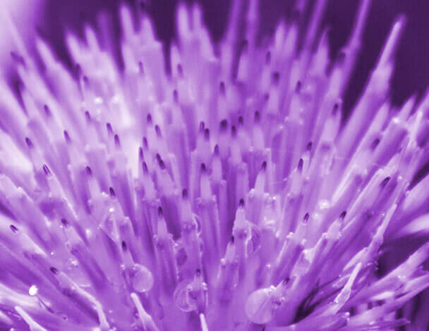 Close-up of a purple thistle flower, highlighting its sharp, elongated bracts and droplets of water.