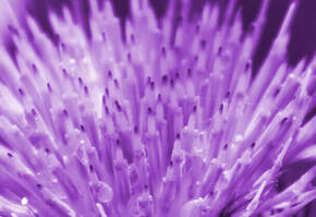 Close-up of a purple thistle flower, highlighting its sharp, elongated bracts and droplets of water.