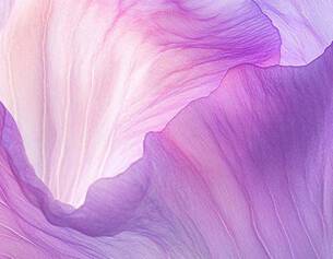 Petalos de flor en tonos suaves de rosa y purpura, con detalles delicados y una textura eterea.