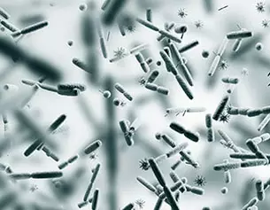 Imagen en microscopio de bacterias y microorganismos flotando en un fondo difuso y gris.