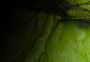 Abstract close-up of a textured green surface with organic shapes, illuminated by soft light, creating a mysterious ambiance.