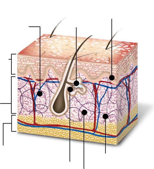 función de los vasos sanguíneos dermis